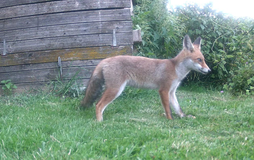 Avis client Woodcam — Détection ultra rapide
