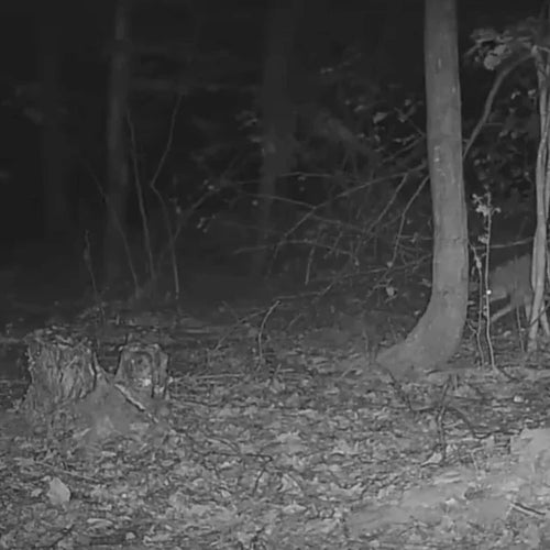 Avis client Woodcam — Vision nocturne impressionnante